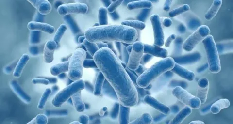 Listeria: cinque cose da sapere